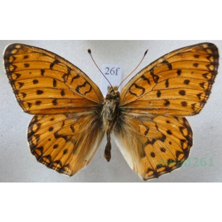 Argynnis aglaja (Linnaeus, 1758) male Dostojka aglaja Russia26f